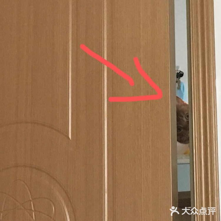 偷窥的大橘