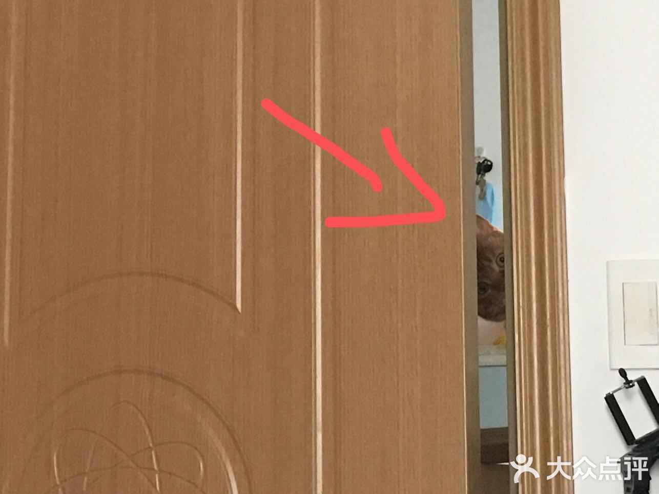 偷窥的大橘