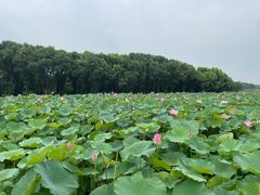 -梁鸿国家湿地公园