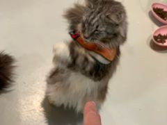 -豆逗聊愈猫阁Easy Life