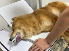 -谐和贝康宠物医院24小时·宠保定点(急重症转诊中心)