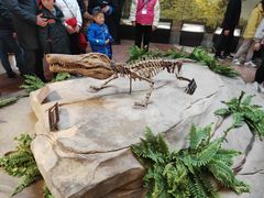 -自贡恐龙博物馆