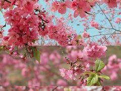 -天适樱花悠乐园