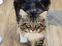 -COLOR PETS 撸猫馆·购猫·猫咖(长风大悦城店)