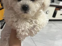 -pd派德宠物中心医院24H急重症·眼科中心·血液透析中心(嵩山北路店)