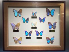 -上海昆虫博物馆