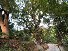 -塔川景区