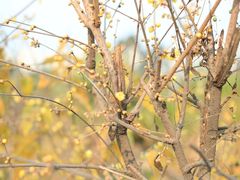 -三圣花乡旅游区