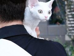 -十年猫舍·猫咪专门店(普陀店)