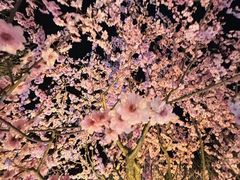 -香雪海