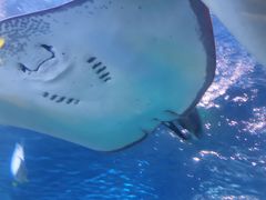 -太平洋海底世界