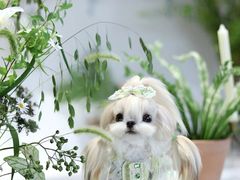 -北京京卫宠物寄养训练中心