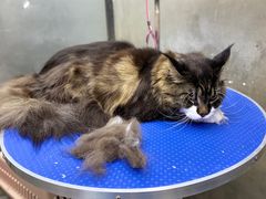 -PETKIT小佩宠物·低压洗护(国顺东路店)