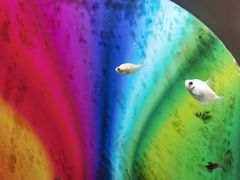 -太奥幻太奇海洋馆