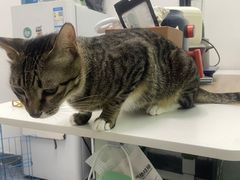 -创凡宠物医院·骨专科  猫科中心(西乡分院)