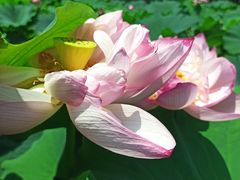 -陈家山荷花公园