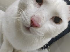 -佩兹宠物医院肿瘤专科·眼科·牙科(黄浦店)
