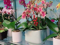 -花心思鲜花店(武昌徐东店)