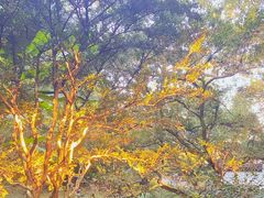 -秋霞圃