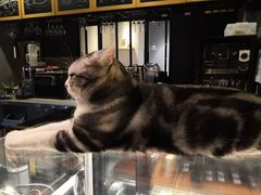 -咖法森林·咖啡  酒吧(天河店)