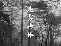 -合肥滨湖国家森林公园