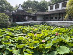 -上海醉白池公园