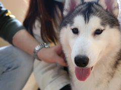 -Husky Go! 哈士奇体验馆·宠物咖啡厅狗咖