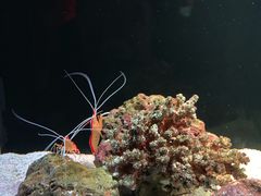 -暹罗海洋世界