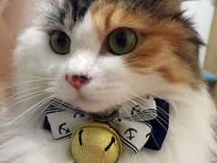 -纳吉亚猫专科动物诊疗中心(蒋宅口分院)