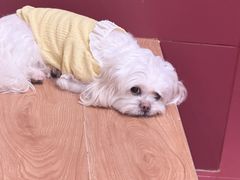 -和它·交个朋友·狗咖猫咖(爱琴海店)
