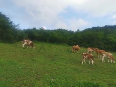 -武陵山森林公园