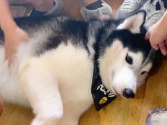 -Husky Go! 哈士奇体验馆·宠物咖啡厅狗咖