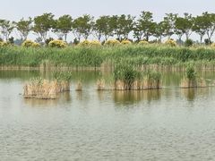 -南大港湿地风景区
