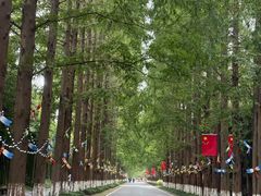 -黄海国家森林公园