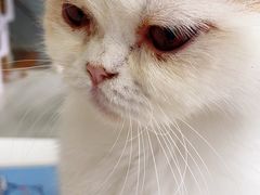 -喵的天空名猫咖啡馆·撸猫·猫舍·用品