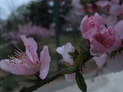 -九宫格重庆火锅(北国商城店)