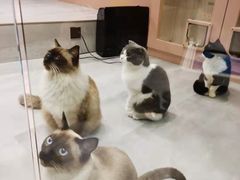 -猫儿山۰猫主题餐厅