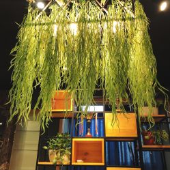 -藤野造型·专业烫染店
