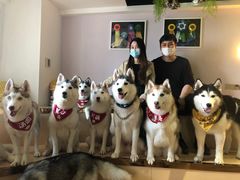 -Husky Go! 哈士奇体验馆·宠物咖啡厅狗咖