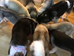 -Husky Go! 哈士奇体验馆·宠物咖啡厅狗咖