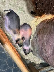 -Zoolung Zoolung动物主题公园(海信广场店)