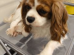 -有喵·猫咖·狗咖·40+猫狗有小奶狗(岗厦店)