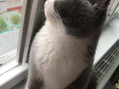 -猫大福·Fortune Cat猫舍(百子湾店)
