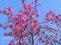 -风云岭森林公园