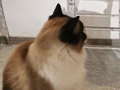 -共舞时光猫咖·狗咖(新街口店)