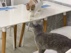 -喵的天空名猫咖啡馆·撸猫·猫舍·用品
