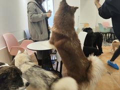-Let's go狗咖·猫咖·奶狗·桌游(春熙路IFS店)