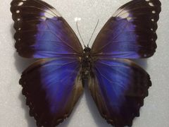 -上海昆虫博物馆