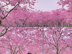 -天适樱花悠乐园