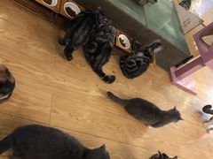 -萌喵咖啡屋(人民东路4号口M16商铺店)